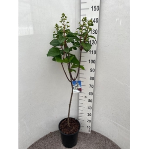 HYDR PANICULATA