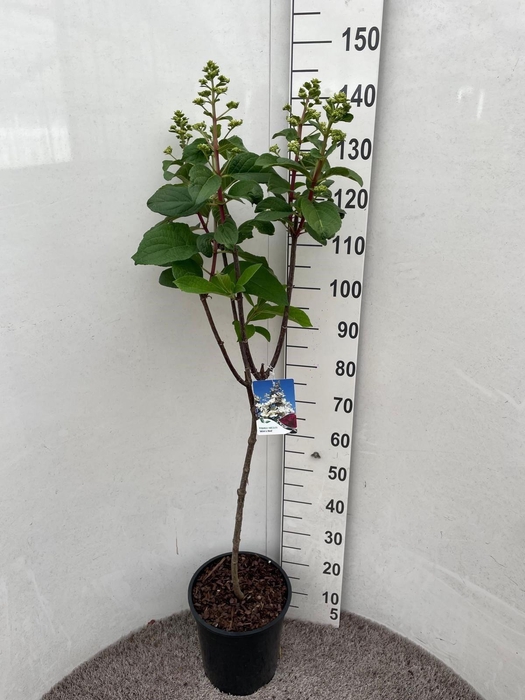 <h4>HYDR PANICULATA</h4>
