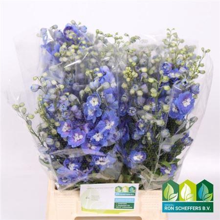 <h4>Delph Du Aurora Blue</h4>