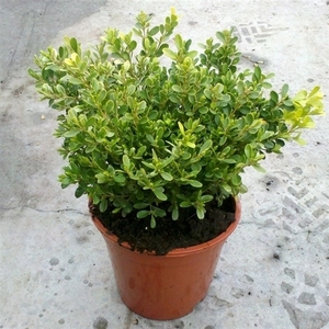 Buxus microphylla 'Rococo'