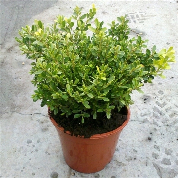 <h4>Buxus microphylla 'Rococo'</h4>