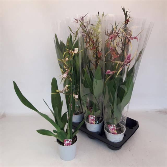 <h4>BRASSIA SUMMER DREAM</h4>