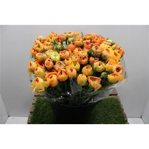 Ranunculus Elegance Salmon