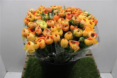 Ranunculus Elegance Salmon