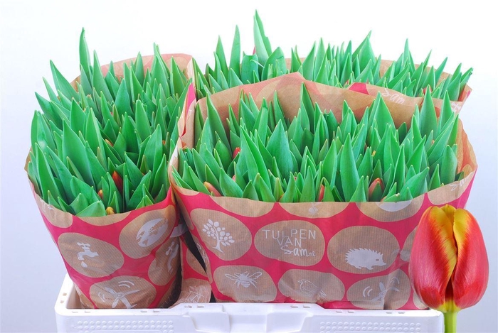 <h4>Tu En Replay</h4>