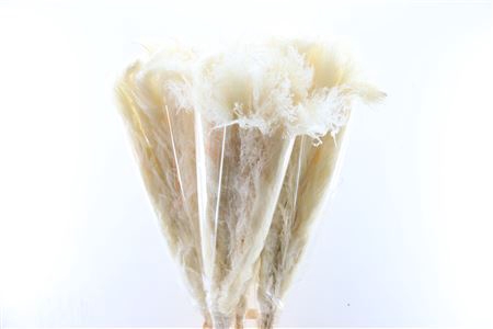 <h4>Dried Cortaderia Lao Grass Bleached P Stem</h4>