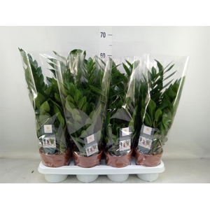 Zamioculcas zamiifolia