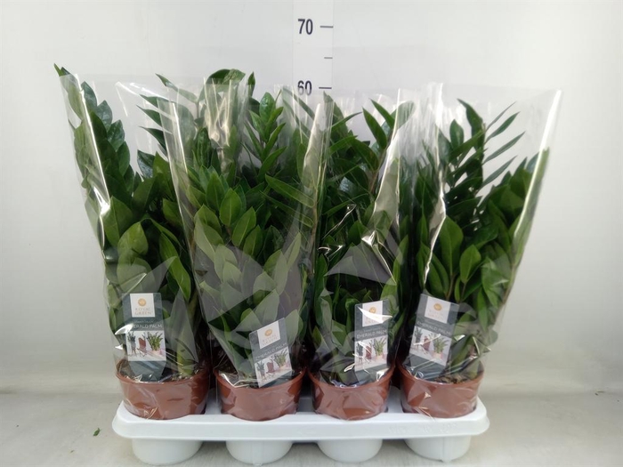 <h4>Zamioculcas zamiifolia</h4>