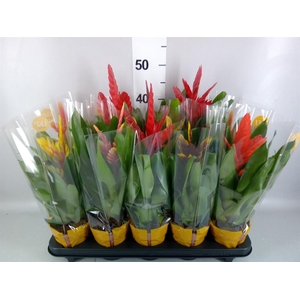 Vriesea   ...mix 8