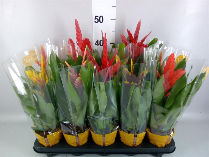 <h4>Vriesea   ...mix 8</h4>