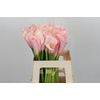 Zantedeschia Eydolls Pink