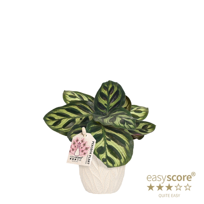 <h4>CALATHEA MAKOYANA P7 LEAF SAND</h4>