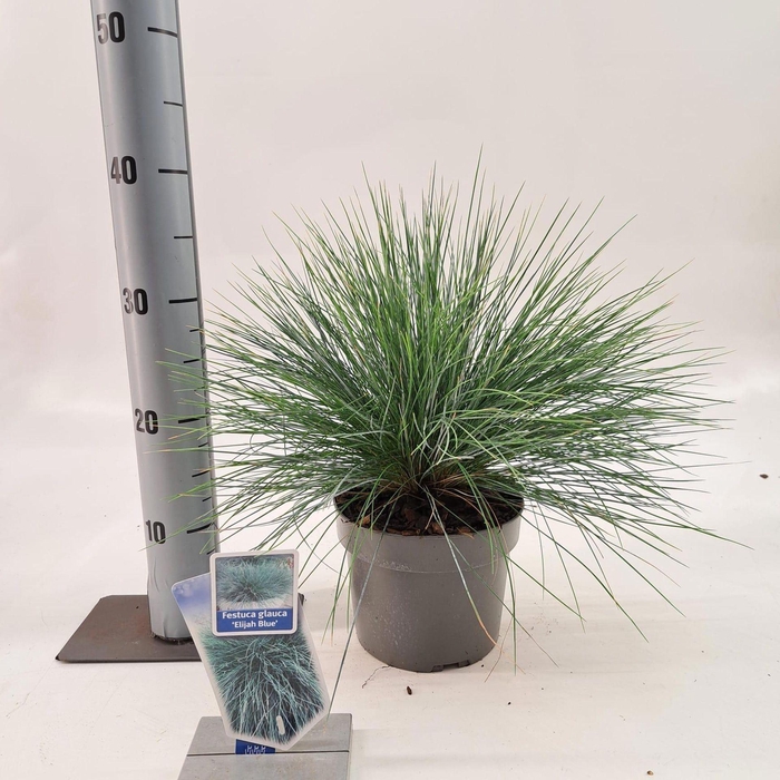 Festuca glauca