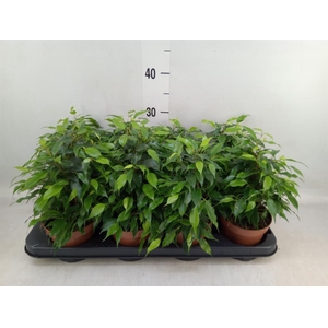 Ficus benja. 'Green Kinky'