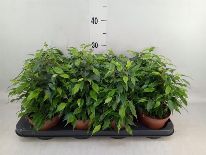 <h4>Ficus benja. 'Green Kinky'</h4>