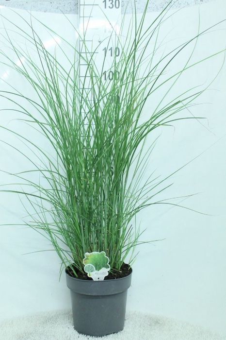 <h4>Miscanthus sin. 'Gracillimus'</h4>