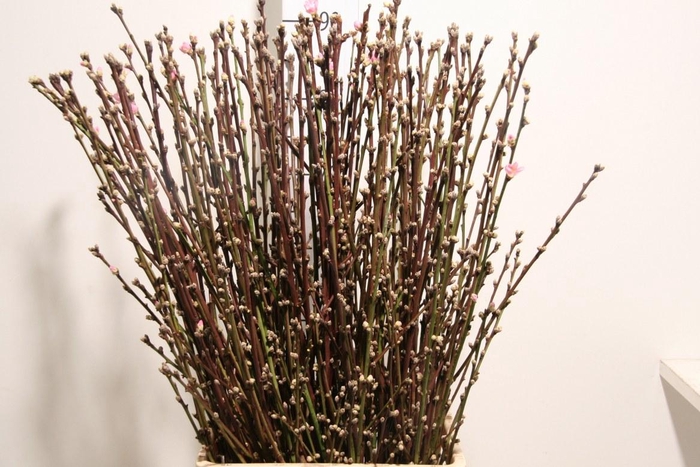 Perzikbloesem Medium White P Bunch