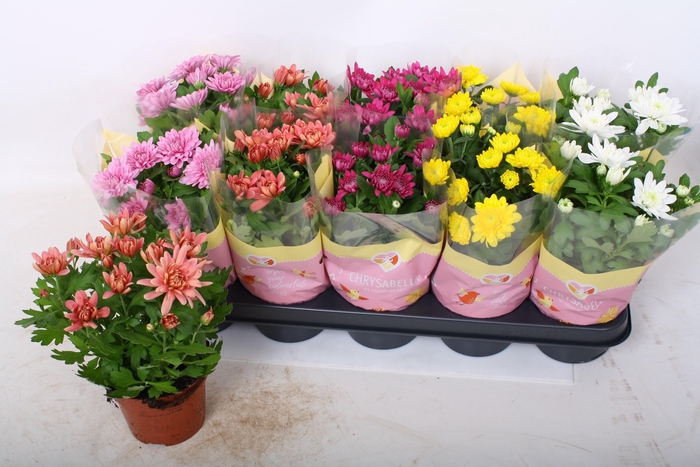 <h4>CHRYS GEVULDBL GEM</h4>