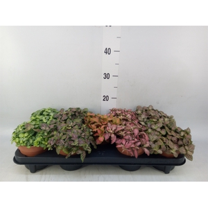 Fittonia   ...mix