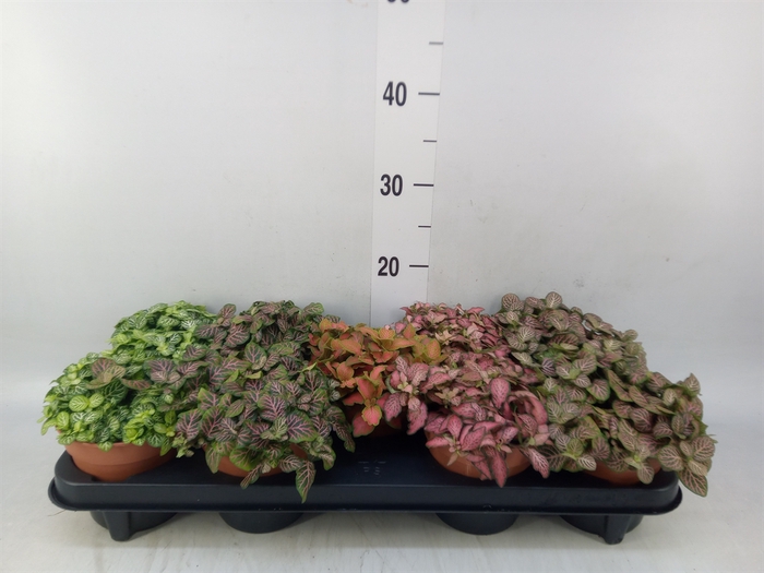 <h4>Fittonia   ...mix</h4>