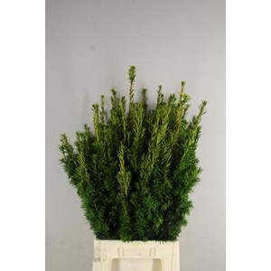 Taxus Groen Tak