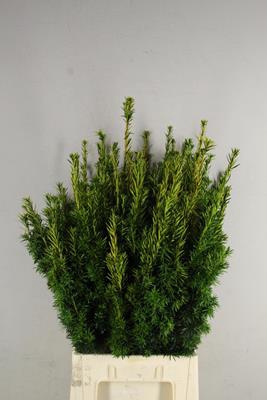 <h4>Taxus Groen Tak</h4>