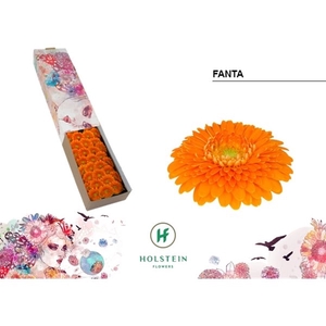 Ge Mi Pomponi Fanta Box