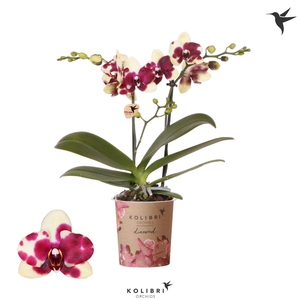 Kolibri Orchids Phalaenopsis Diamond Catania 2 spike