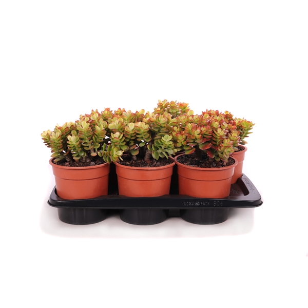 <h4>Crassula minor canarias 17 cm</h4>