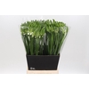 Ornithogalum Mount Fuji