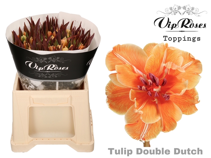 Tulipa do paint double dutch