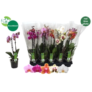 PHAL GEM 5 KL