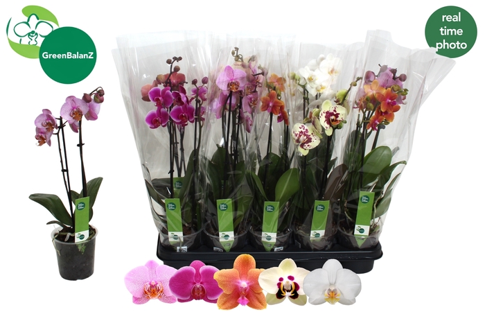 <h4>PHAL GEM 5 KL</h4>