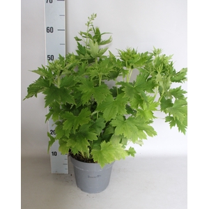 vaste planten 19 cm  Delphinium elatum Delphina Light Blue White Bees