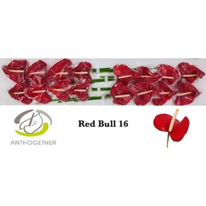 Anthurium andr. 'Red Bull'