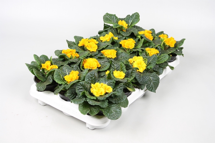 <h4>Primula Ac Op Kleur Geel</h4>