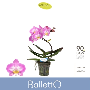 Balletto Spinturn 1 spike