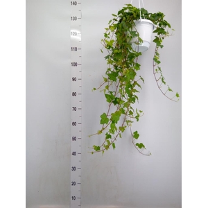 Hedera helix 'Pittsburgh'