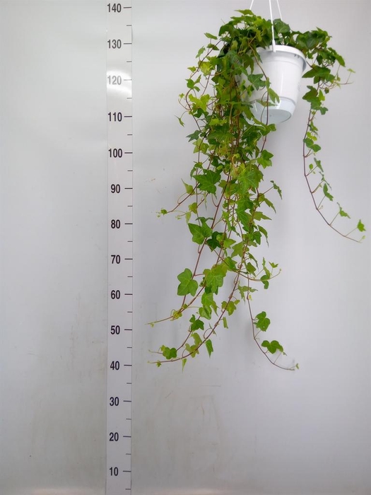 <h4>Hedera helix 'Pittsburgh'</h4>