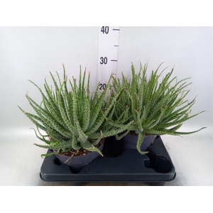 Aloe humilis