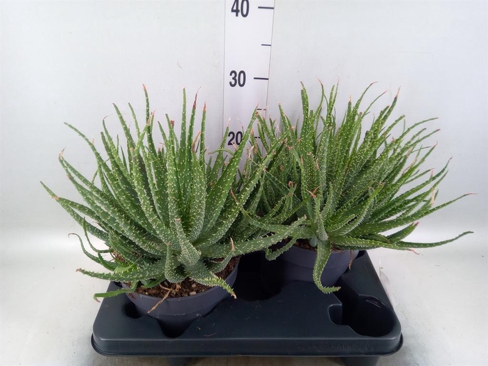 <h4>Aloe humilis</h4>