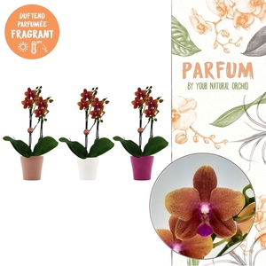 Parfum | Bolgheri in Anna Bolgheri pot | Phalaenopsis 2 spike