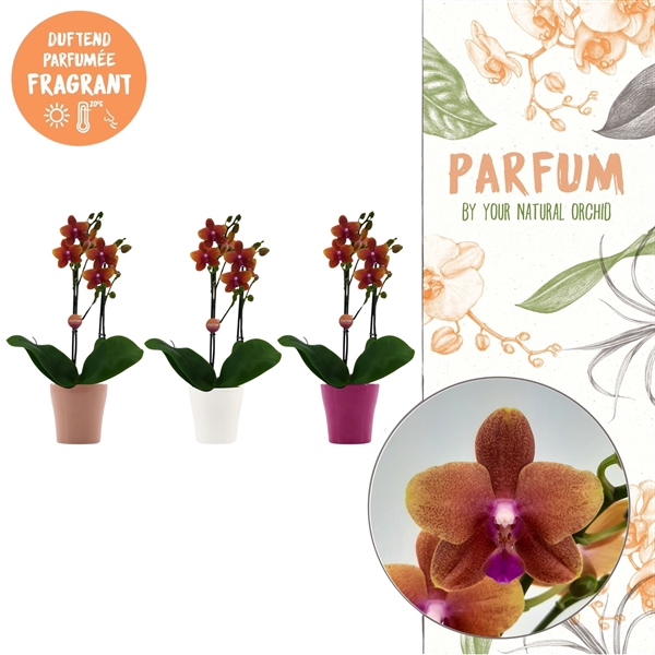 <h4>Parfum | Bolgheri in Anna Bolgheri pot | Phalaenopsis 2 spike</h4>