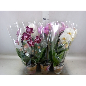 Phalaenopsis  'Elegant Cascade'
