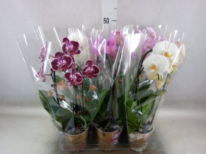 <h4>Phalaenopsis  'Elegant Cascade'</h4>