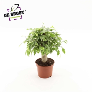 Ficus benjamina Kinky jute stam