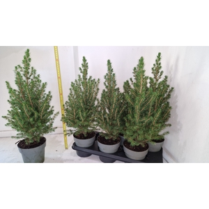 PICEA GL CONICA