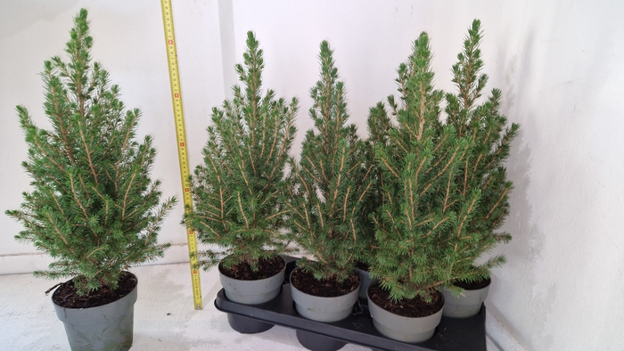 <h4>PICEA GL CONICA</h4>