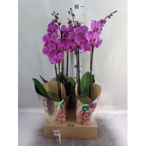 Phalaenopsis  'Evolution'