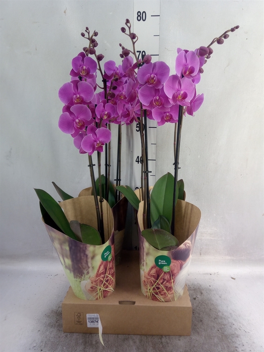 Phalaenopsis  'Evolution'